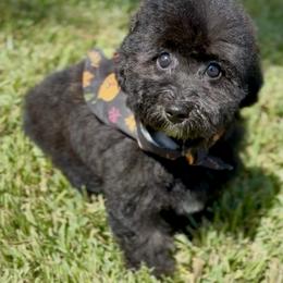 Relic - Black female Goldendoodle puppy in Houston, Texas from Suntini’s Goldendoodles