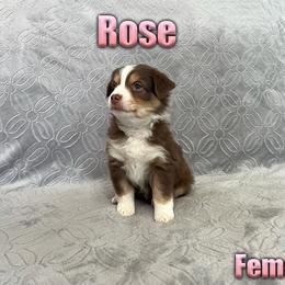 Miniature American Shepherd and Miniature Australian Shepherd Puppies from Regal Miniature American Shepherds | Regal Miniature Australian Shepherds