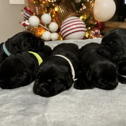 Girl 1 - Labrador Retriever puppy from Red White & True Labradors