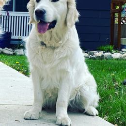 Kala - Golden Retriever