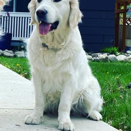 Kala - Golden Retriever