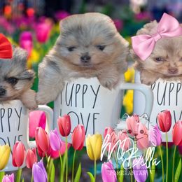 Pomeranian Puppies from MD Bella Pomeranian