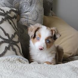 Miniature Australian Shepherd and Toy Australian Shepherd Puppies from KangaRoos Little Aussies