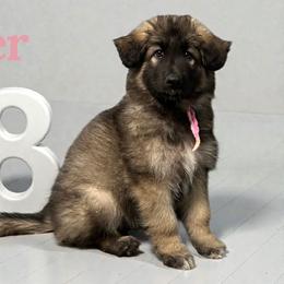 Cher - Black and tan female Shiloh Shepherd puppy in Lancaster, Ohio from Brick Chapel Shilohs