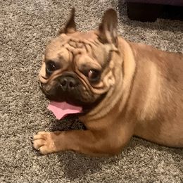 Apollo - French Bulldog