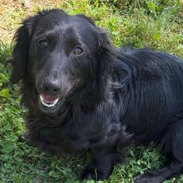 Coal - Dachshund