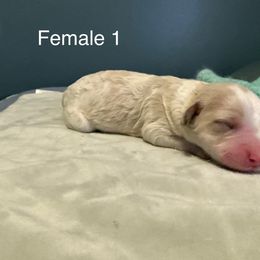 Daisy - Brown and white female Aussiedoodle puppy in Tulsa, Oklahoma from Vali Girl Aussiedoodles