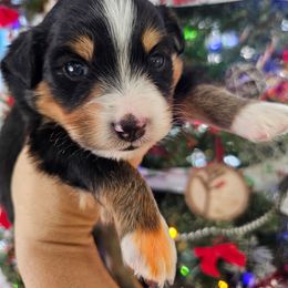 Teddy - Black tri male Miniature Australian Shepherd puppy in Dunnellon, Florida from Ever After Mini Aussies