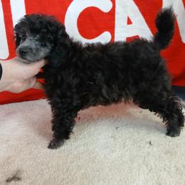 Lyka - Silver female Poodle puppy in Blanch, North Carolina from Faithful Hearts Kennel