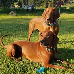 Redbone Coonhounds from M-42 Redbone's