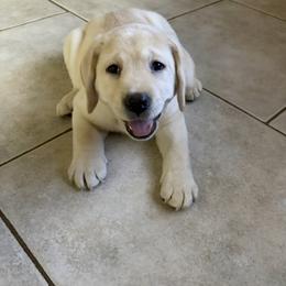 Black - Yellow female Labrador Retriever puppy in Moreno Valley, California from Holly and Handsome