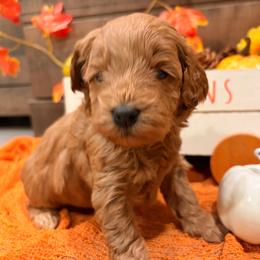 Bella (purple collar ) - Red  female Goldendoodle puppy in Atco, New Jersey from Flannery’s lucky puppies 🍀
