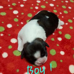 Shih Tzu Puppies from Furever Hometown Shih Tzu