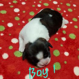 Shih Tzu Puppies from Furever Hometown Shih Tzu