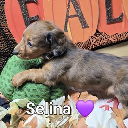 Selina - Red female Dachshund puppy in Vacaville, California from SchmooterBabies