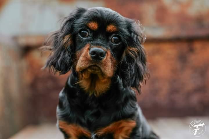 Vader