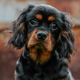 Vader - Cavalier King Charles Spaniel