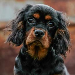 Vader - Cavalier King Charles Spaniel