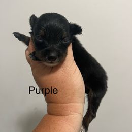 Purple - Black tri-color female Australian Shepherd puppy in Jesup, Georgia from Painted Platinum Kennel Golden Retrievers & Australian Shepherds