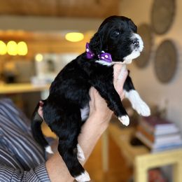 Bernedoodle, Goldendoodle, and Poodle Puppies from Elevated Standards NC