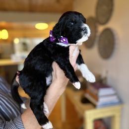 Bernedoodle, Goldendoodle, and Poodle Puppies from Elevated Standards NC