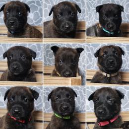 Belgian Malinois and Dutch Shepherd Puppies from Blackcraft K9