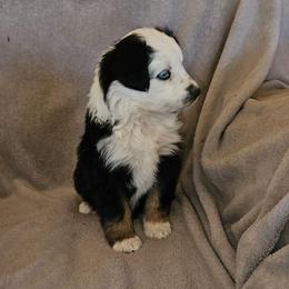 Girl 5 - Black tri-color female Australian Shepherd puppy in Kingman, Arizona from Waggin Bow Mini Aussies