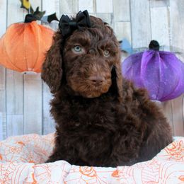 Blobby - Chocolate Labradoodle puppy in Lanexa, Virginia from Lees Reach Farm