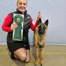 Belgian Malinois, Dachshund, and Dutch Shepherd Puppies from Paws Laws k9