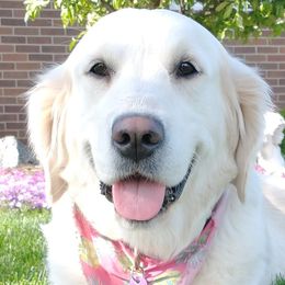 Stella - Golden Retriever