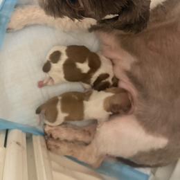Shih Tzu Puppies from Wood Foo Breeders