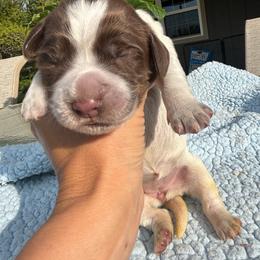 Girl 2 - Liver and white female English Springer Spaniel puppy in Almena, Wisconsin from Poskin Lake Springer Spaniels