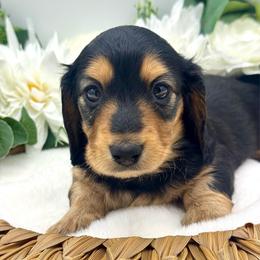 Honor - Black and tan female Dachshund puppy in Exeter, California from Sawtooth Miniature Dachshunds
