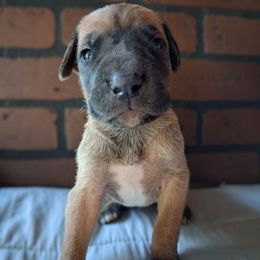 Fawn Male - Fawn male Great Dane puppy in Cunningham, Kansas from Garden Grove Great Danes