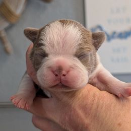 Champagne boy 6 - Lilac male Boston Terrier puppy in Oak Hills, California from All American Boston Terriers