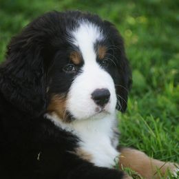 Bernese Mountain Dog Puppies from Lonesome Pine Farm