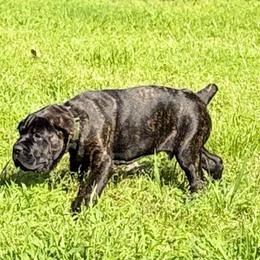 Dark Brown - Black brindle male Cane Corso puppy in Paris, Texas from Knucklehead Cane Corso