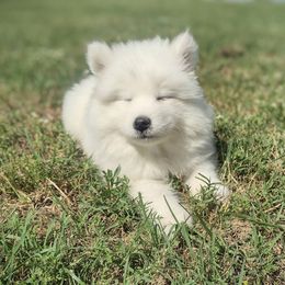 Delilah - White female Samoyed puppy in Durant, Oklahoma from OrangeLine Samoyeds
