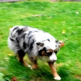 Fuzzy  - Australian Shepherd