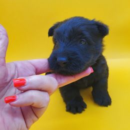 Bentley - Black male Scottish Terrier puppy in Crossville, Tennessee from Cavern Kennels