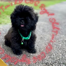 AKC Brindle Shih Tzu LV - Brindle male Shih Tzu puppy in Athens, Georgia from C&E Royal Shih Tzu