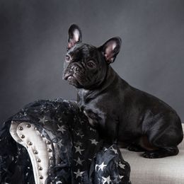 French Bulldog Puppies from Morgenstern's French Bulldogs
