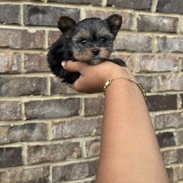 Boy 1 - Black and tan male Yorkshire Terrier puppy in Mobile, Alabama from Ace of Spades Yorkies