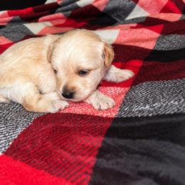 Pooh 2300 - Apricot male Yorkipoo puppy in Gastonia, North Carolina from Banks Dynasty Kennel