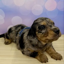 Harry Potter - Dapple male Dachshund puppy in Bowerston, Ohio from Hangin’ H Kennels, LLC