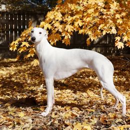 Lily - Whippet