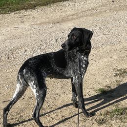 Star - German Shorthaired Pointer