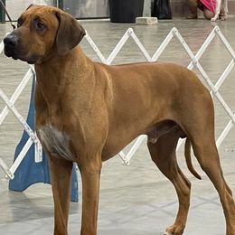 Lhasa Apsos and Rhodesian Ridgebacks from Koenigplatz Kennel