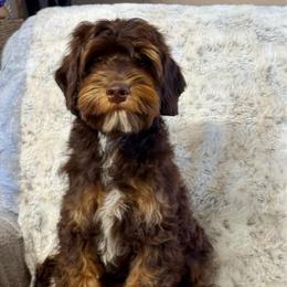 Nelson - Chocolate male Australian Labradoodle puppy in Anderson, California from Shaggy Doodles