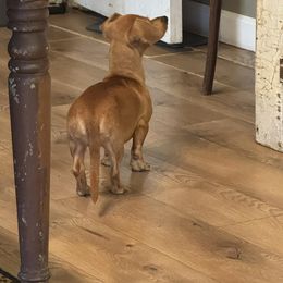 Hot Dog - Fawn (Isabella) female Dachshund puppy in Michigan from Amberly's Dachshunds